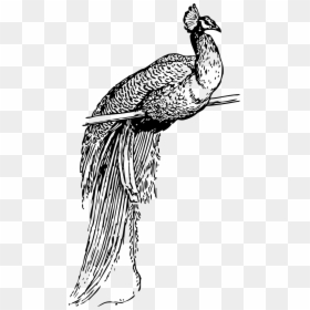 Peacock Clip Art, HD Png Download - feathers png