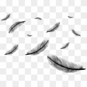 Transparent Falling Feathers Png, Png Download - feathers png