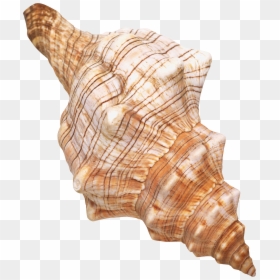 Transparent Background Seashells Png, Png Download - seashell png