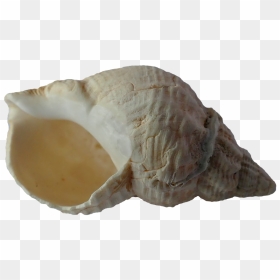 Sò Biển Png, Transparent Png - seashell png