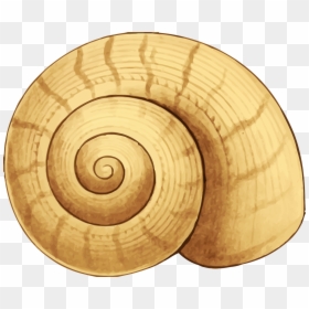 Sea Snail Shell Clipart, HD Png Download - seashell png