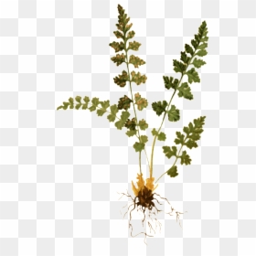 Woodsia Hyperborea, HD Png Download - fern png