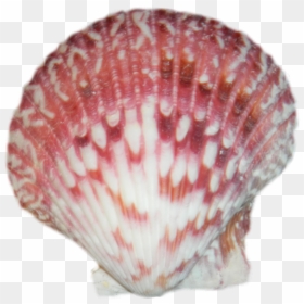 Sea Shell Transparent Png, Png Download - seashell png