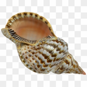 Triton Shell Png, Transparent Png - seashell png
