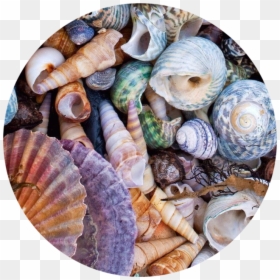 De Conchas Do Mar, HD Png Download - seashell png