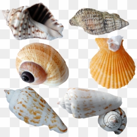 Seashell Png, Transparent Png - seashell png