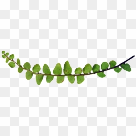 Plants, HD Png Download - fern png