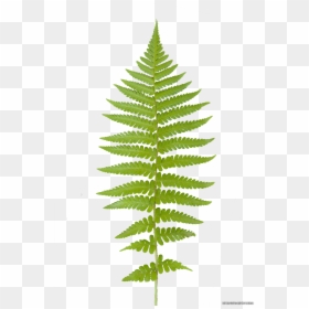 Fern Leaf Png, Transparent Png - fern png