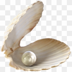 Pearl In Shell Png, Transparent Png - seashell png