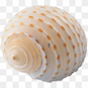 Sea Shell No Background, HD Png Download - seashell png
