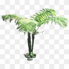 Tree Fern Cut Out, HD Png Download - fern png