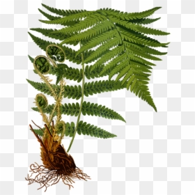 Dryopteris Filix Mas, HD Png Download - fern png