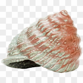 Conch, HD Png Download - seashell png