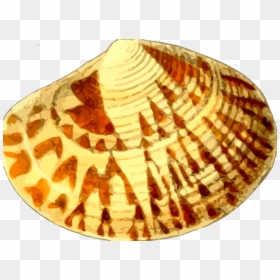 Kerang Laut Cartoon, HD Png Download - seashell png