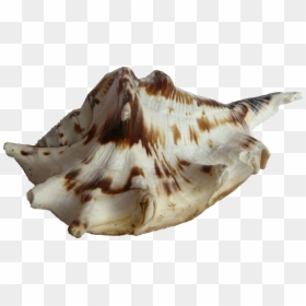 Seashell, HD Png Download - seashell png