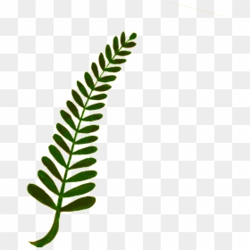 Fern Leaves Clipart, HD Png Download - fern png