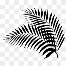 Palm Leaf Silhouette Png, Transparent Png - fern png