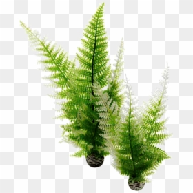 Biorb Winter Ferm, HD Png Download - fern png