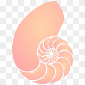 Nautilus Shell Clipart, HD Png Download - seashell png
