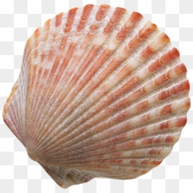 Conchas De Mar Png, Transparent Png - seashell png