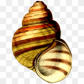 Seashell, HD Png Download - seashell png
