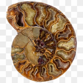 Fossil Transparent Background, HD Png Download - seashell png