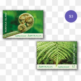 Set Of Norfolk Island Tree Fern Stamps, HD Png Download - fern png