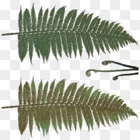 Fern Leaf Texture Png, Transparent Png - fern png