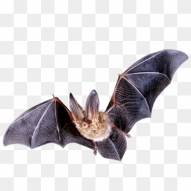 Northern Long Eared Bat Png, Transparent Png - bats png