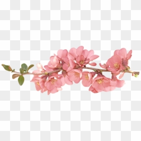 Spring Flowers Transparent Background, HD Png Download - flower clipart png