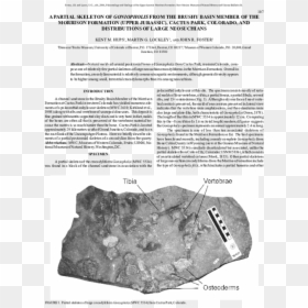 Igneous Rock, HD Png Download - john morrison png