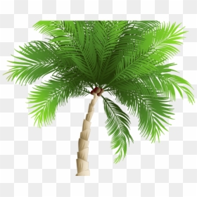 Attalea Speciosa, HD Png Download - mis quince png