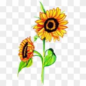 Sunflower, HD Png Download - watercolor sunflower png