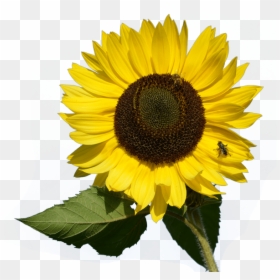 Transparent Mimosa Clipart - Sunflower Png, Png Download - watercolor sunflower png