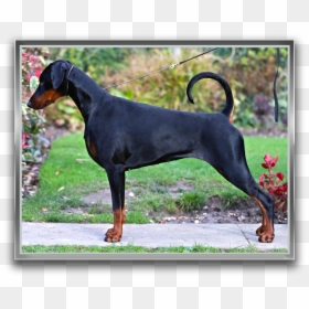 Dobermann, HD Png Download - dogmeat png