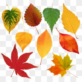Leaves, Sheet, Autumn, Nature, Flora, Fall Colors - Autumn, HD Png Download - fall leave png