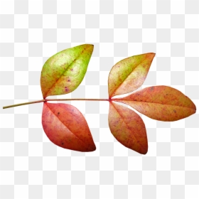 Leaves, Bamboo, Autumn, Fall, Plant Nature, Garden - Autumn, HD Png Download - fall leave png