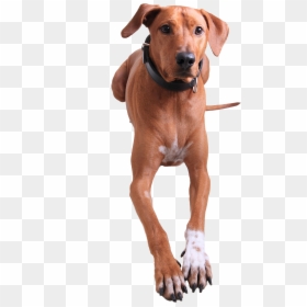 Redbone Chien, HD Png Download - dogmeat png