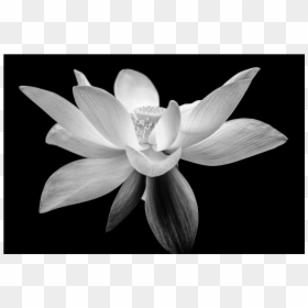 Sacred Lotus, HD Png Download - white lotus png