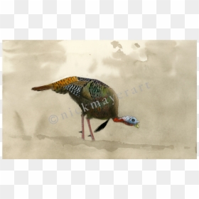 Feeding Tom Original Watercolor Painting - Turkey, HD Png Download - watercolor feather png