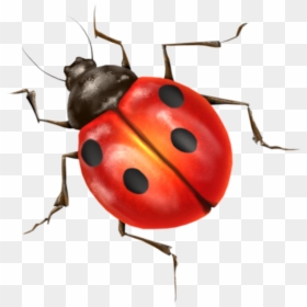 Transparent Ladybird Clipart - Ladybird Png, Png Download - cute ladybug png