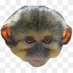 Transparent Monkey Face Png - Monkey Face Png, Png Download - monkey face png