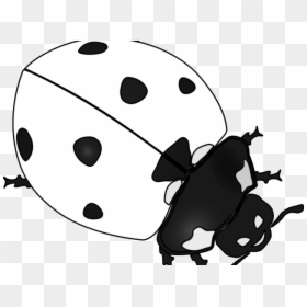 Black And White Ladybug Vector, HD Png Download - cute ladybug png