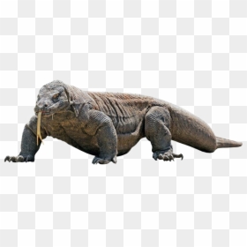 Komodo Dragon Png Transparent Image - Komodo Dragon With White Background, Png Download - komodo dragon png