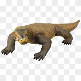 Komodo Dragon Png Picture - Komodo Dragon Gif Png, Transparent Png - komodo dragon png