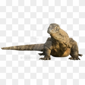 Komodo Dragon Transparent Background, HD Png Download - komodo dragon png