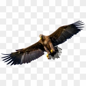 Eagle 8 Clip Arts - Bird Of Prey Transparent, HD Png Download - golden eagle png