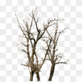 Twig Tree Winter - Tree, HD Png Download - winter trees png