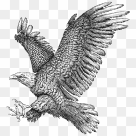 Golden Eagle , Png Download - Golden Eagle, Transparent Png - golden eagle png