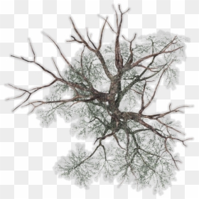Transparent Background Png Tree Plan, Png Download - winter trees png